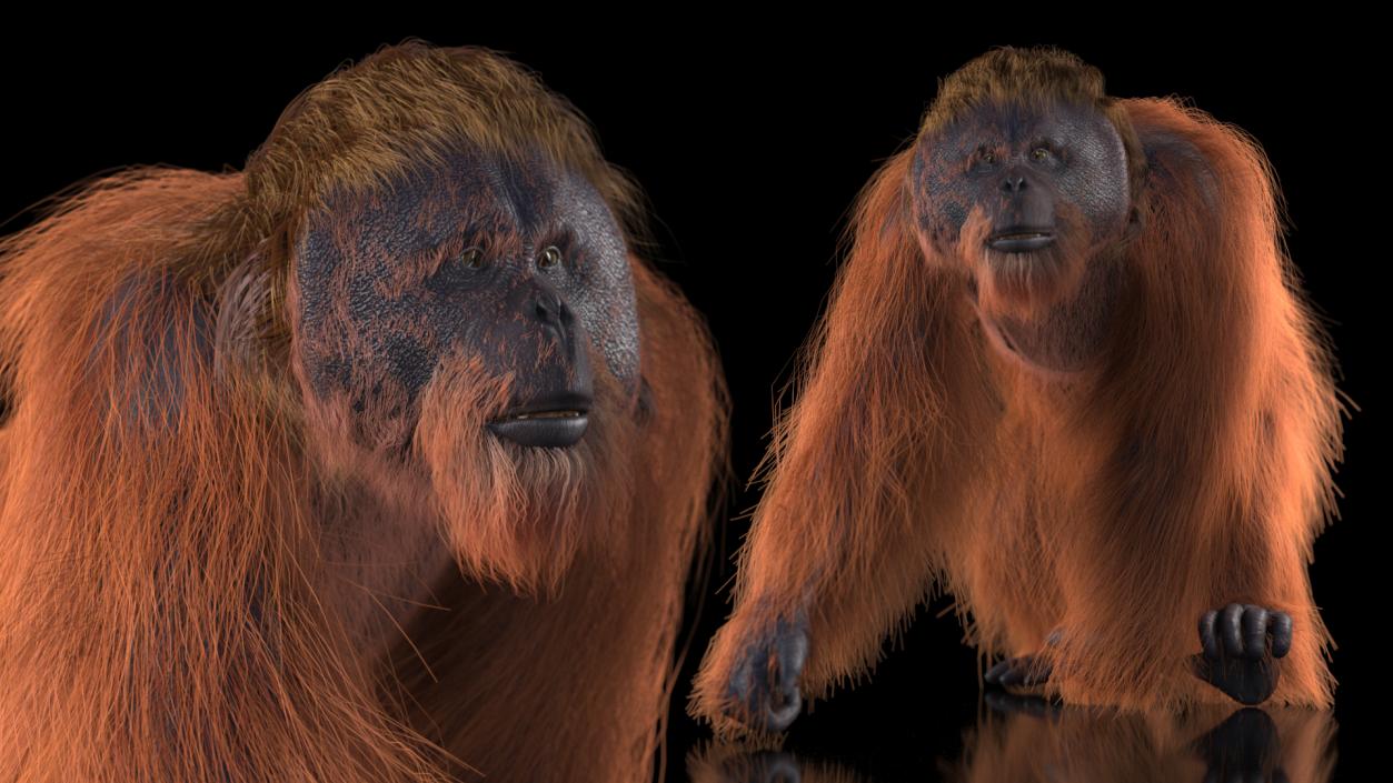 3D Orangutan Walking Fur