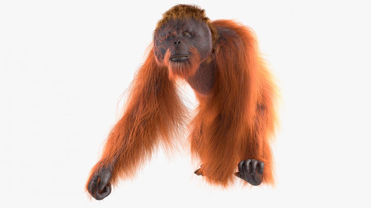 3D Orangutan Walking Fur