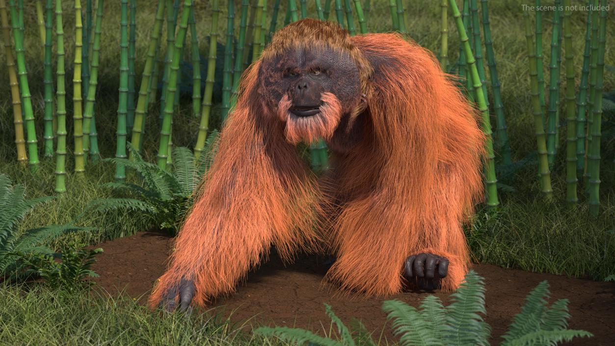 3D Orangutan Walking Fur