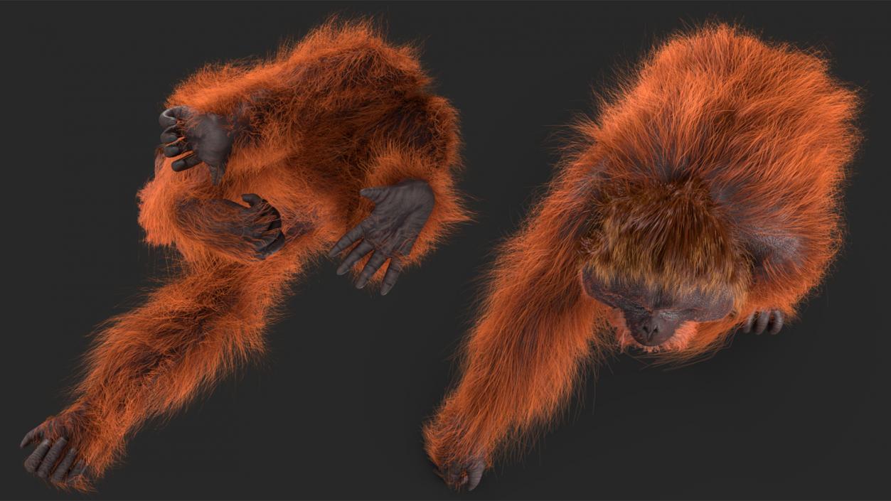 3D Orangutan Walking Fur