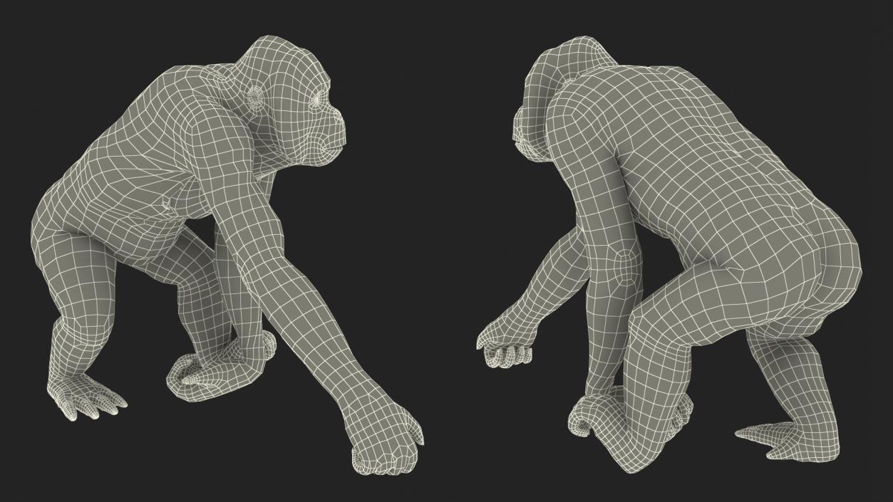 3D Orangutan Walking Fur