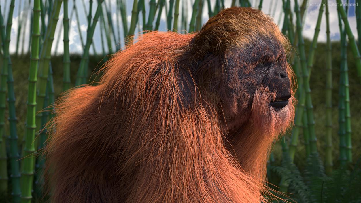 3D Orangutan Walking Fur