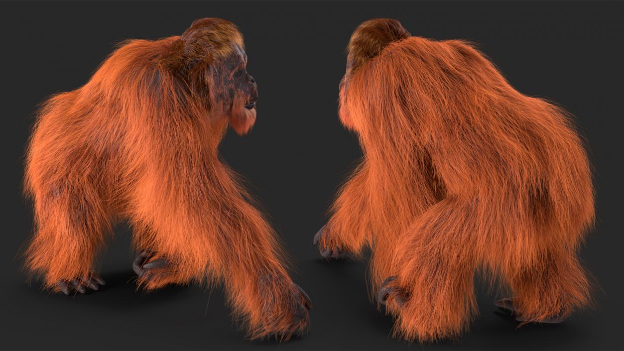 3D Orangutan Walking Fur