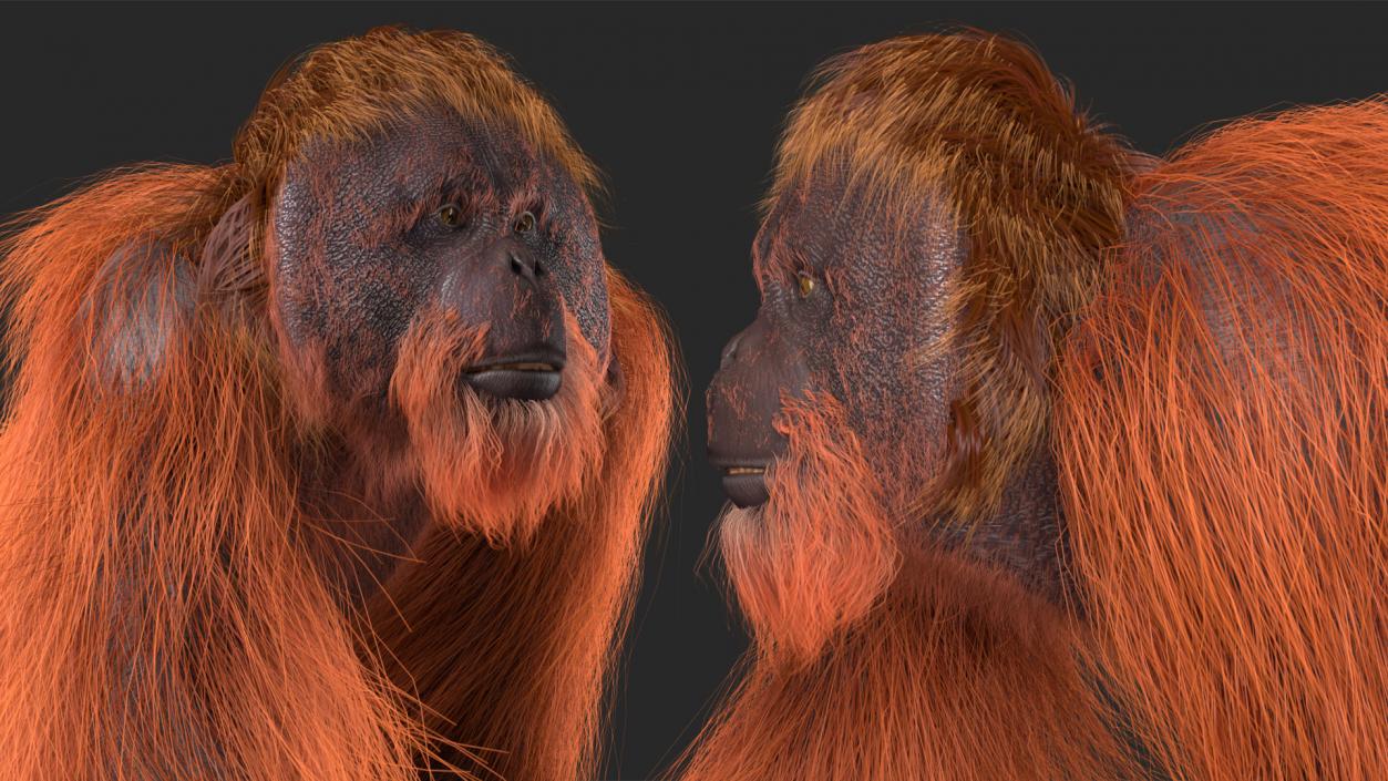 3D Orangutan Walking Fur