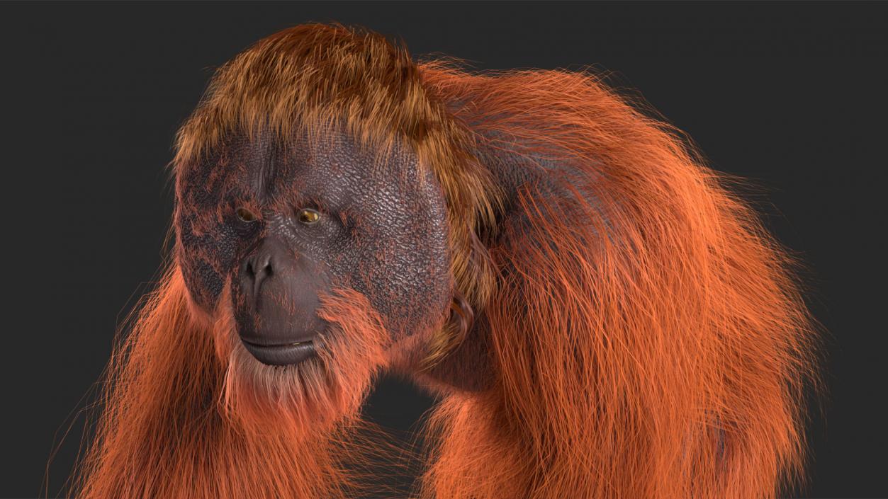 3D Orangutan Walking Fur