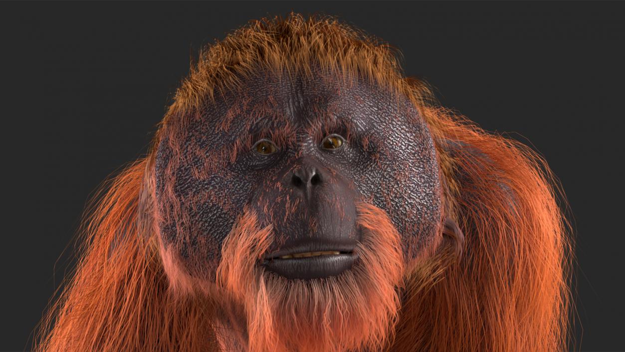 3D Orangutan Walking Fur