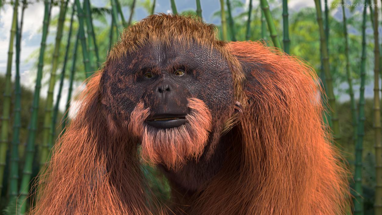 3D Orangutan Walking Fur