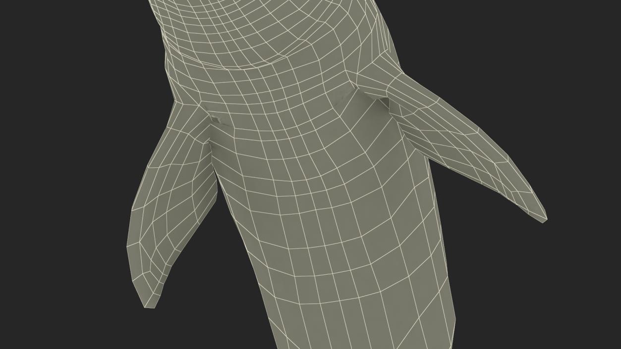 3D Realistic Bottlenose Dolphin Jump model