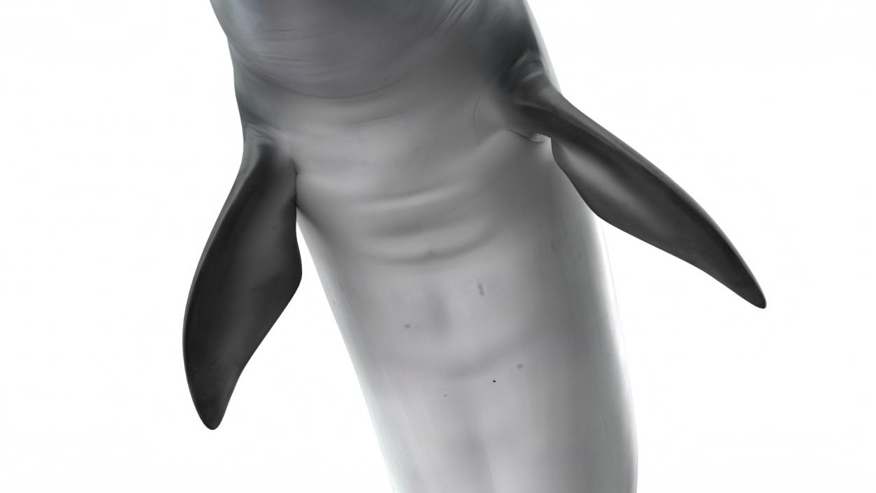 3D Realistic Bottlenose Dolphin Jump model