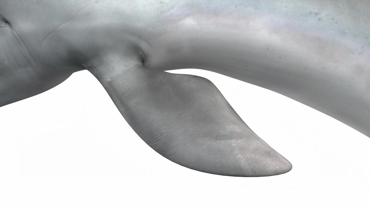 3D Realistic Bottlenose Dolphin Jump model