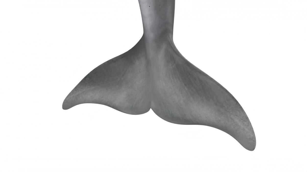 3D Realistic Bottlenose Dolphin Jump model