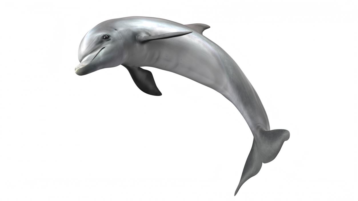 3D Realistic Bottlenose Dolphin Jump model