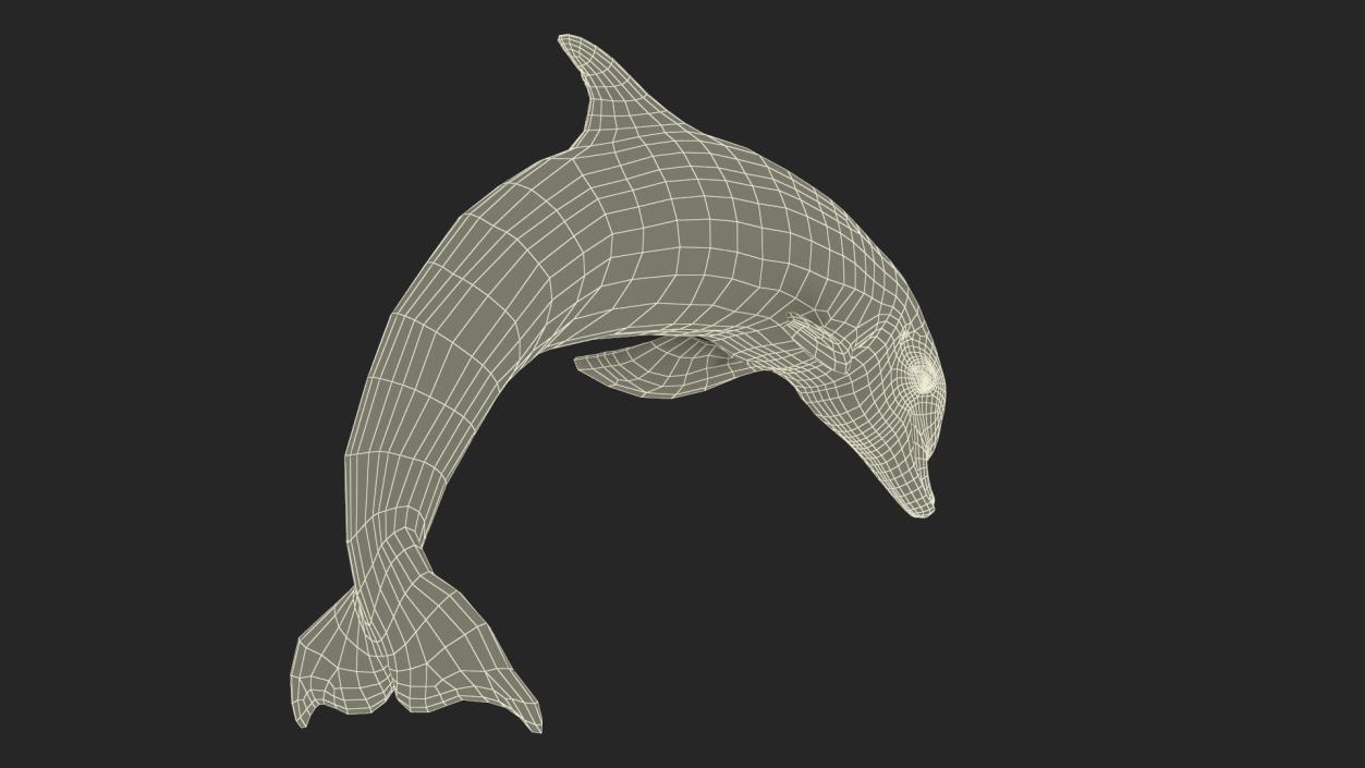 3D Realistic Bottlenose Dolphin Jump model