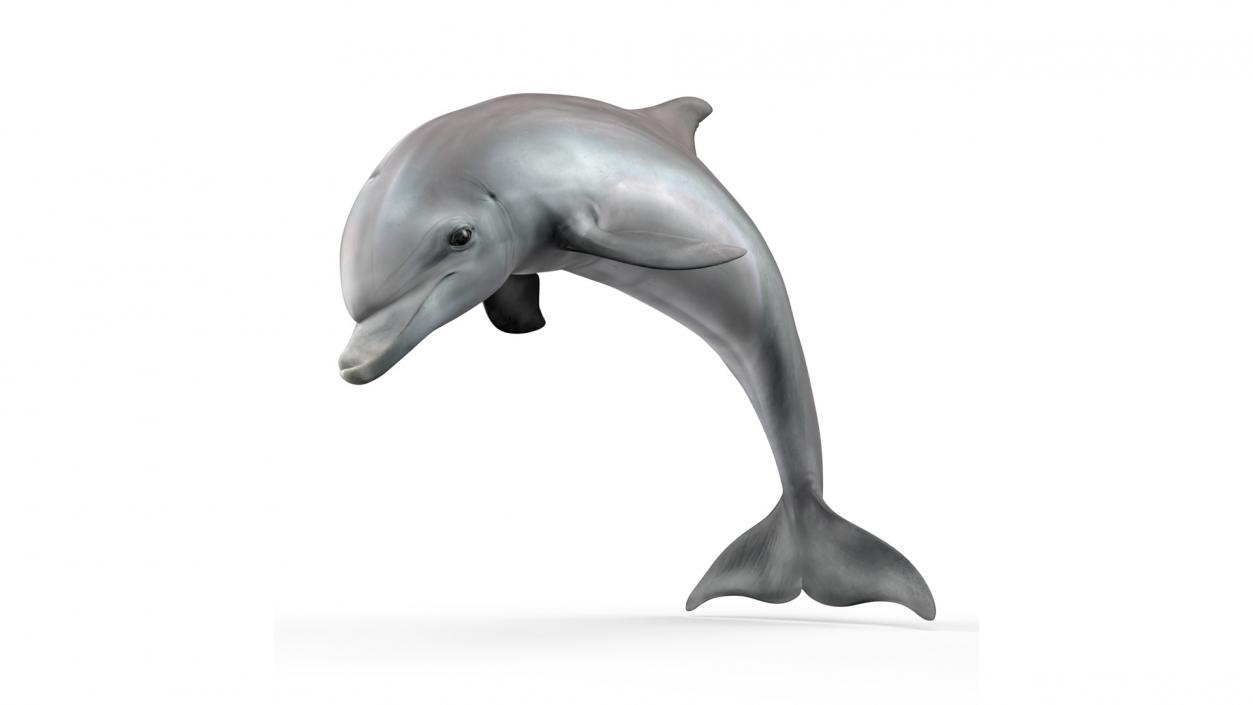 3D Realistic Bottlenose Dolphin Jump model