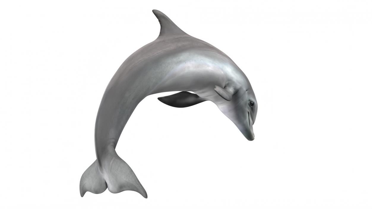 3D Realistic Bottlenose Dolphin Jump model