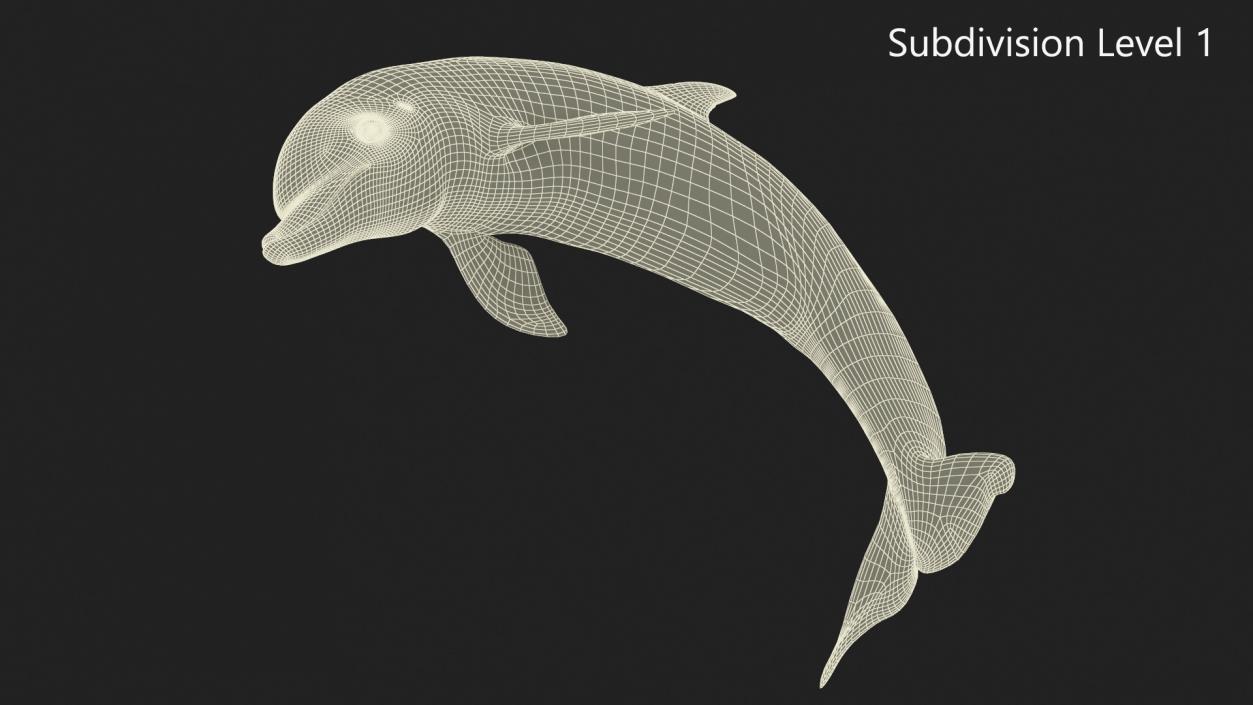 3D Realistic Bottlenose Dolphin Jump model