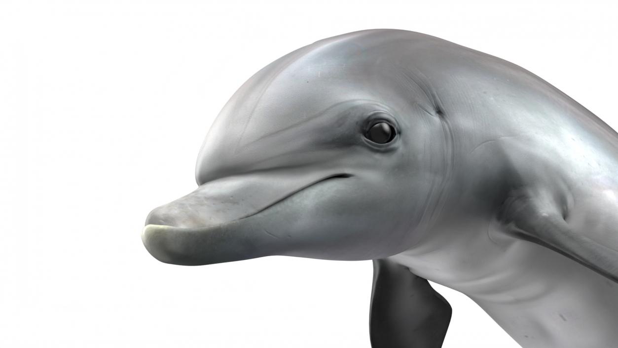 3D Realistic Bottlenose Dolphin Jump model