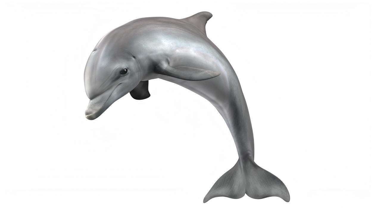 3D Realistic Bottlenose Dolphin Jump model