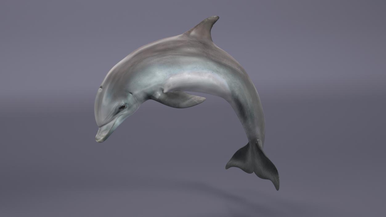 3D Realistic Bottlenose Dolphin Jump model