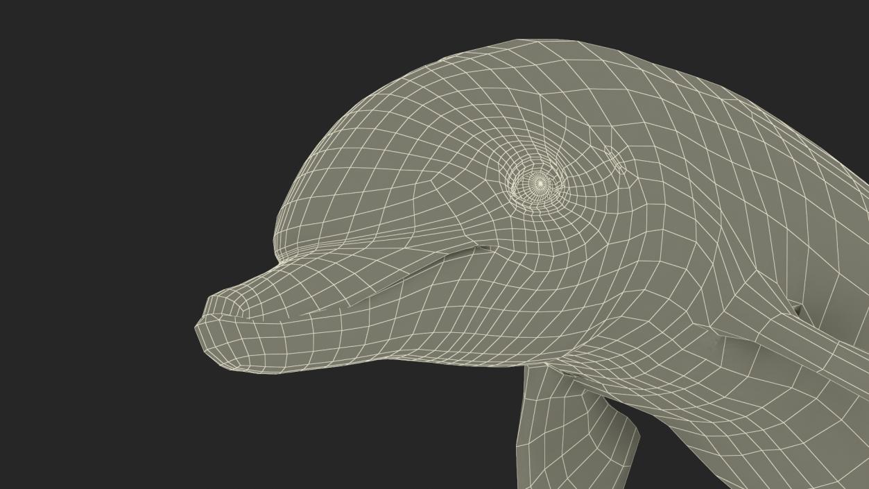 3D Realistic Bottlenose Dolphin Jump model