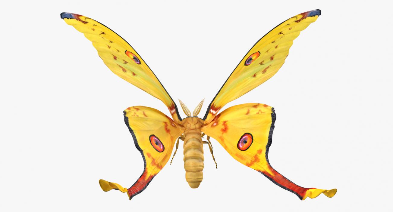 Comet Moth Flying Pose 3D