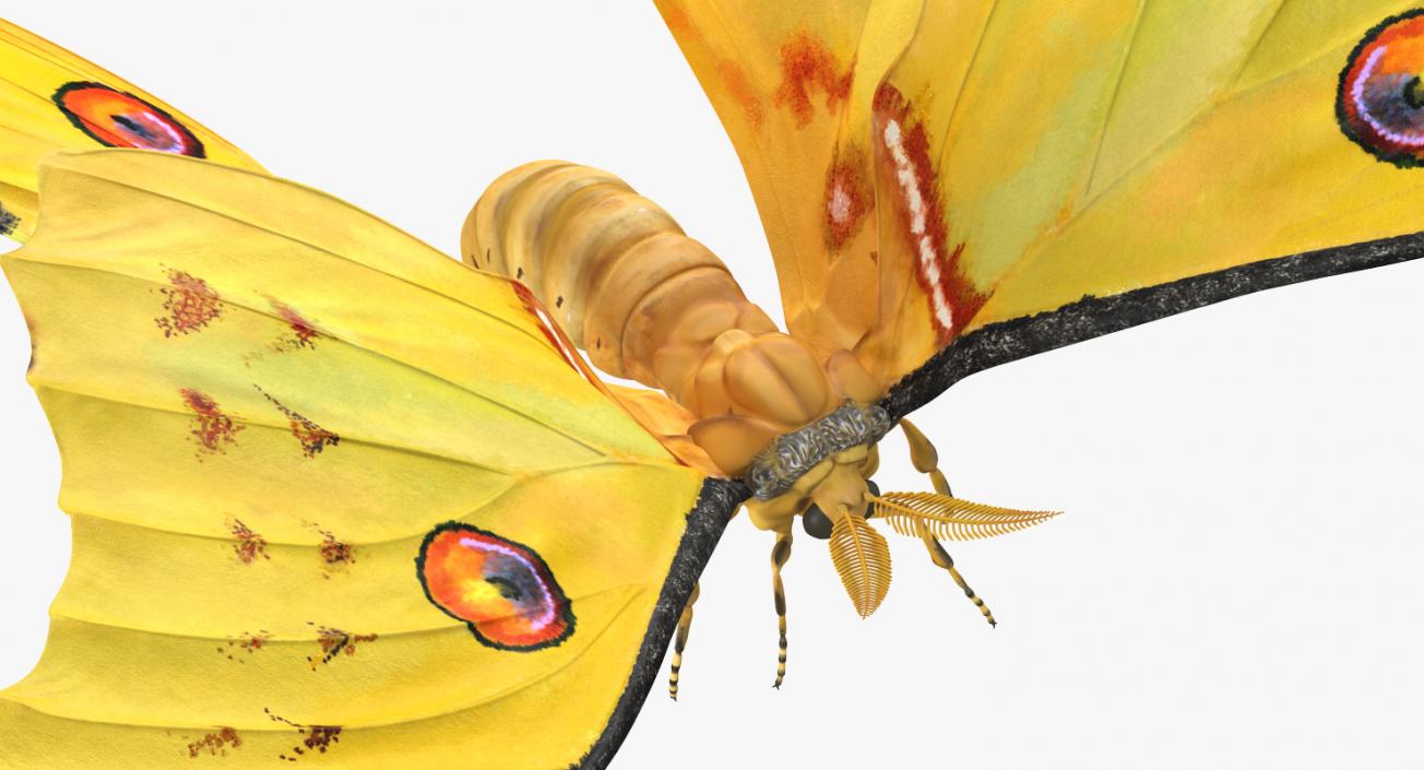 Comet Moth Flying Pose 3D