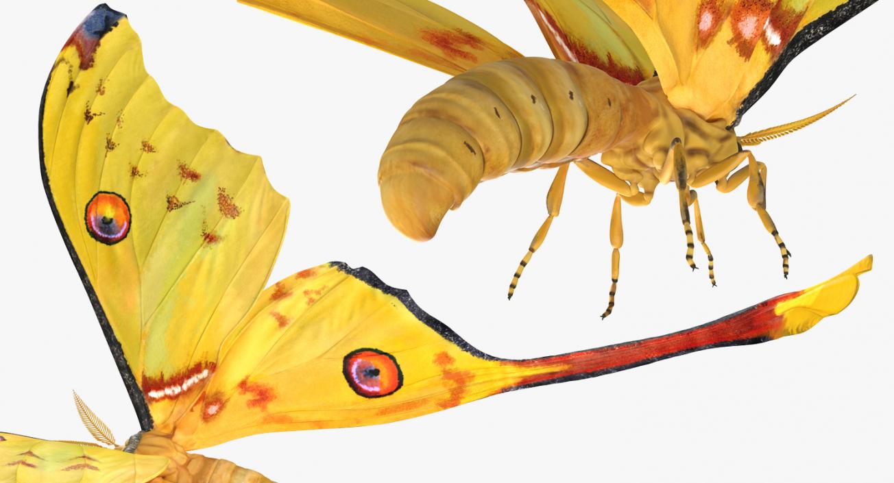 Comet Moth Flying Pose 3D