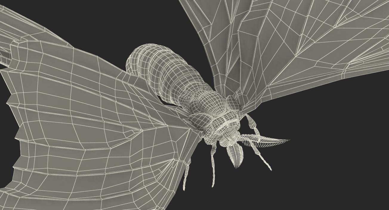 Comet Moth Flying Pose 3D