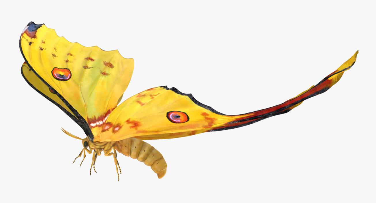 Comet Moth Flying Pose 3D