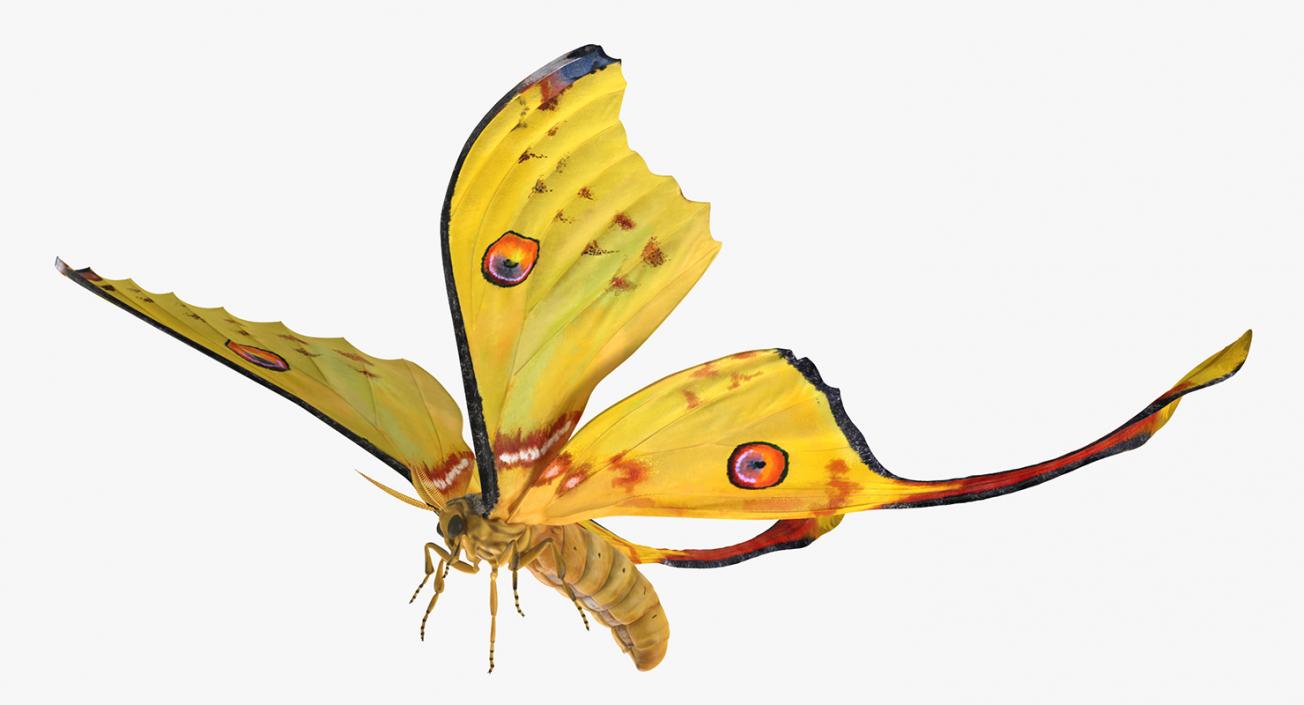 Comet Moth Flying Pose 3D