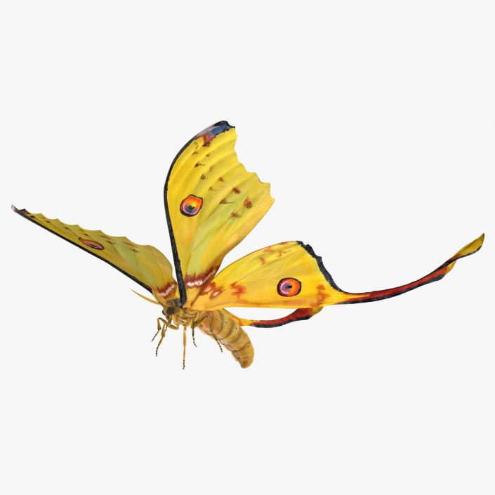 Comet Moth Flying Pose 3D