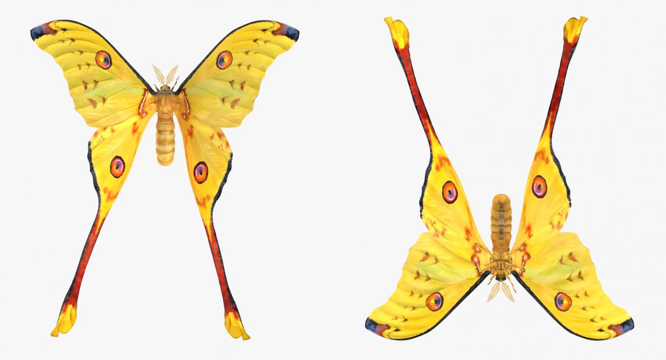 Comet Moth Flying Pose 3D