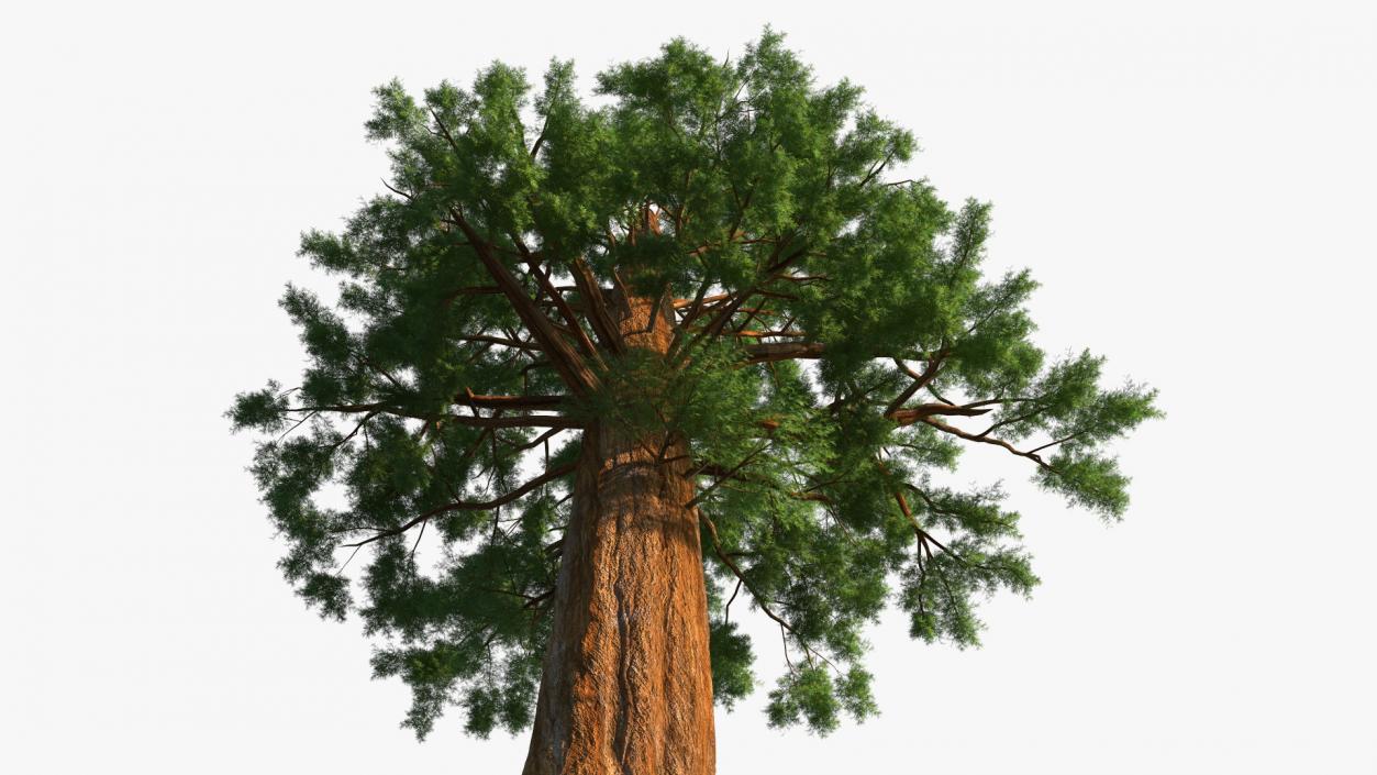 3D Giant Sequoia Sequoiadendron Giganteum model