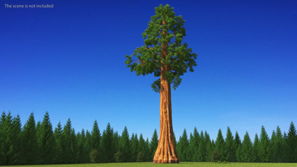 3D Giant Sequoia Sequoiadendron Giganteum model