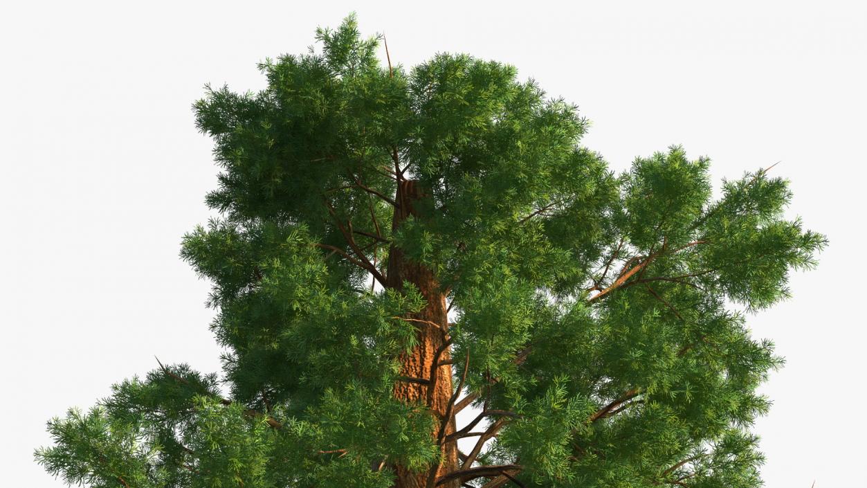 3D Giant Sequoia Sequoiadendron Giganteum model