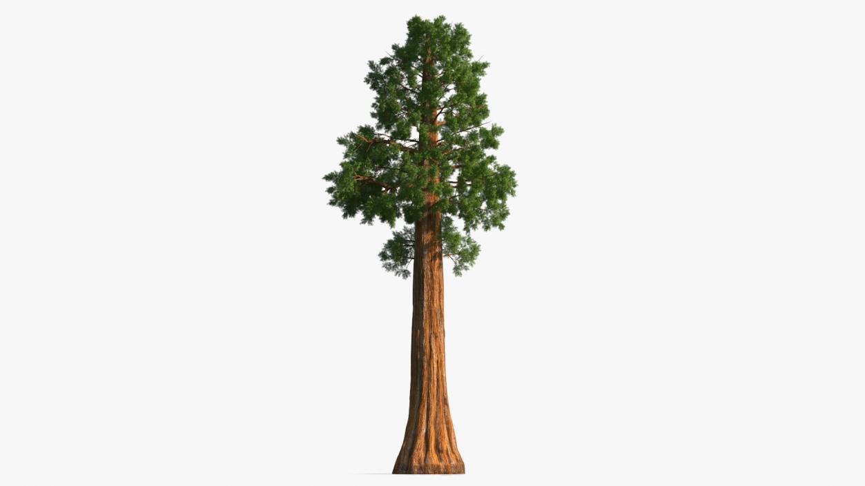 3D Giant Sequoia Sequoiadendron Giganteum model