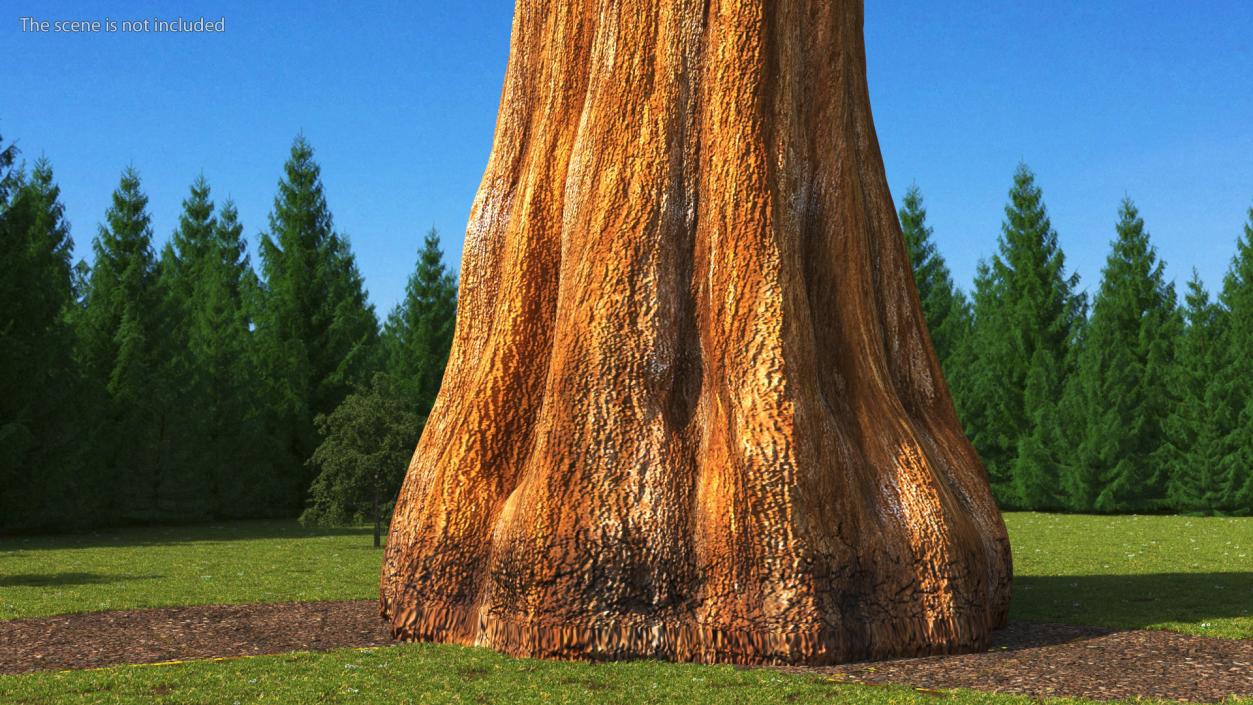 3D Giant Sequoia Sequoiadendron Giganteum model