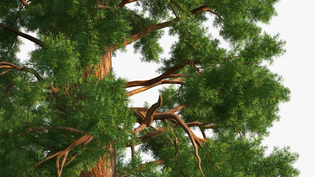 3D Giant Sequoia Sequoiadendron Giganteum model