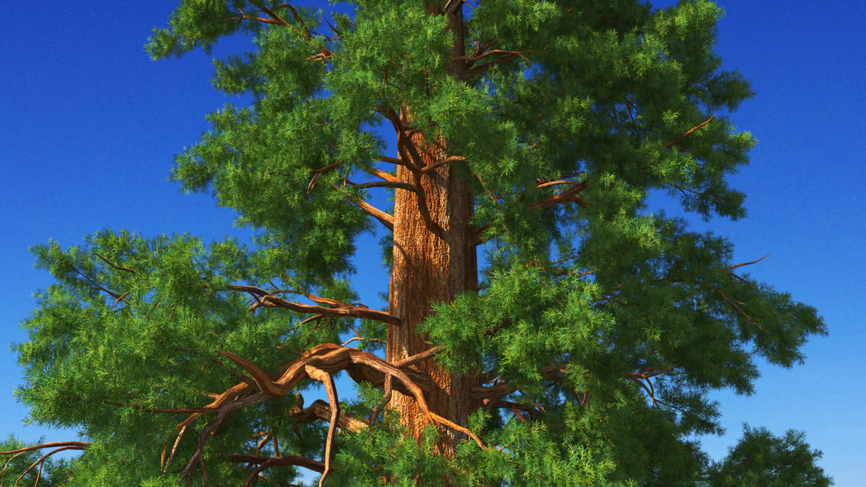 3D Giant Sequoia Sequoiadendron Giganteum model