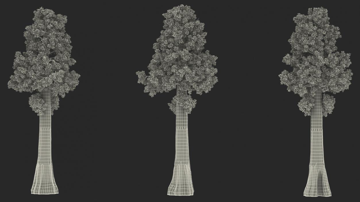 3D Giant Sequoia Sequoiadendron Giganteum model