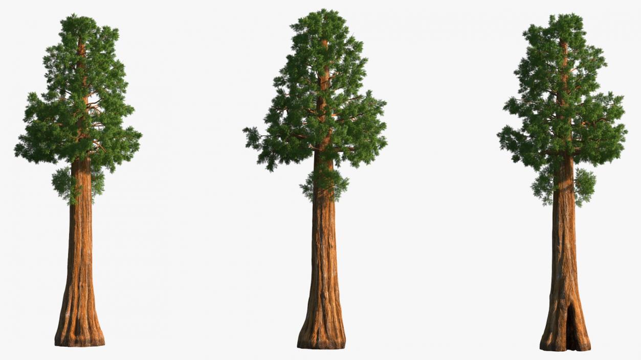 3D Giant Sequoia Sequoiadendron Giganteum model