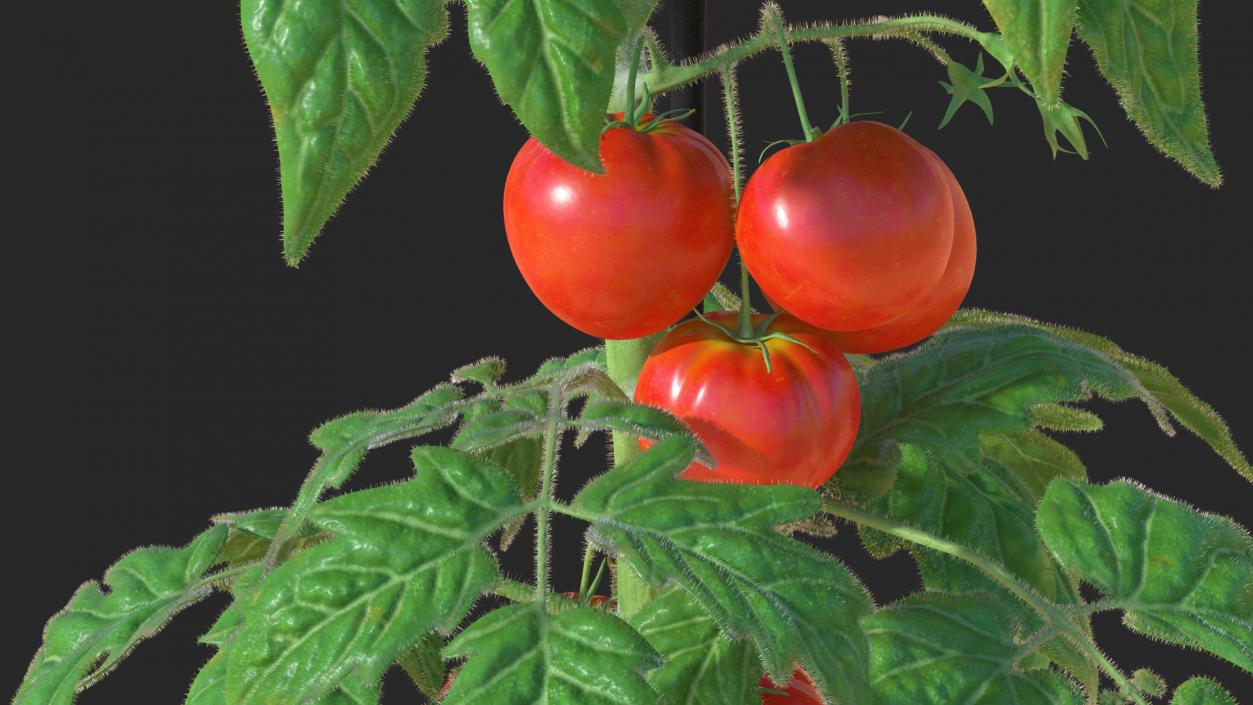 3D Red Tomato Plant Grown Pot