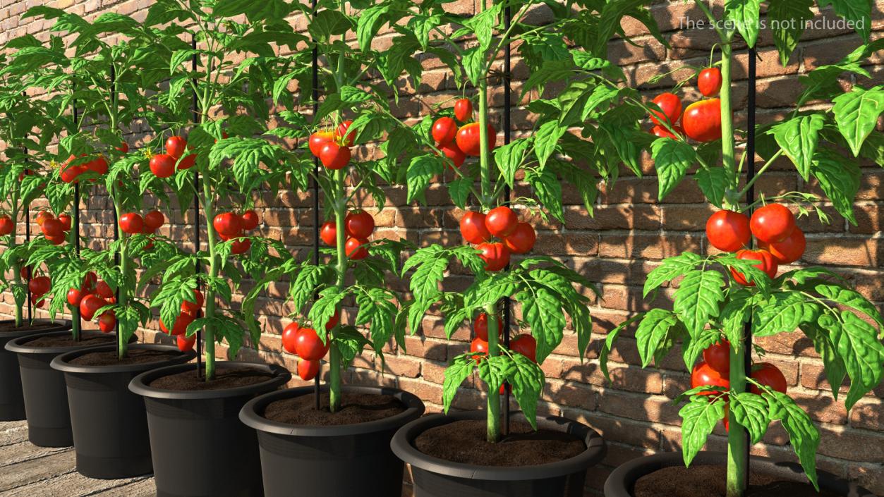 3D Red Tomato Plant Grown Pot