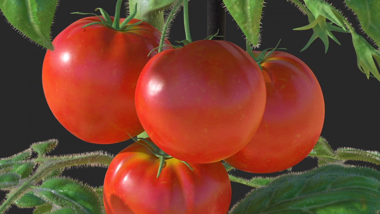 3D Red Tomato Plant Grown Pot