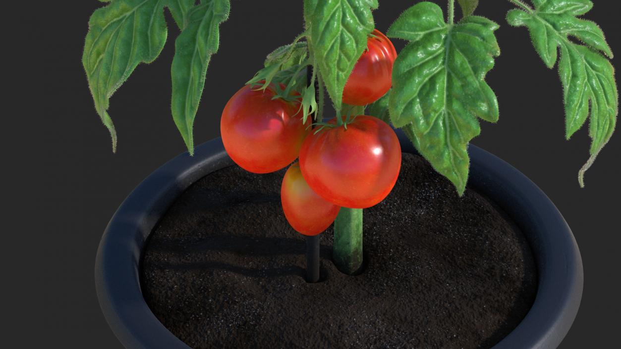 3D Red Tomato Plant Grown Pot