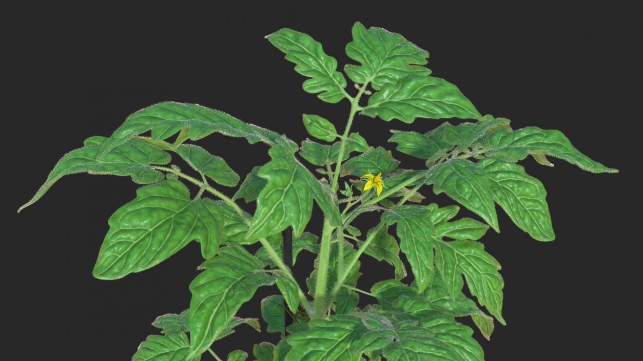 3D Red Tomato Plant Grown Pot