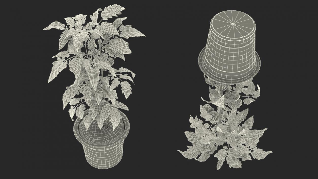 3D Red Tomato Plant Grown Pot