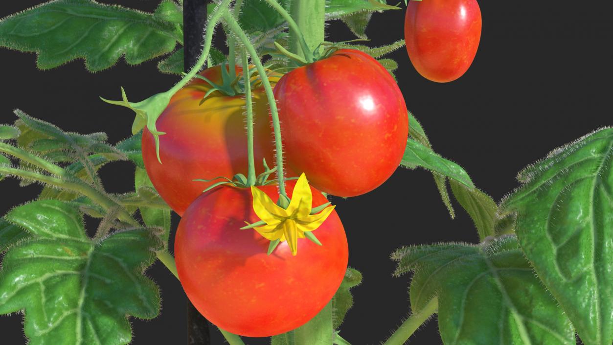 3D Red Tomato Plant Grown Pot