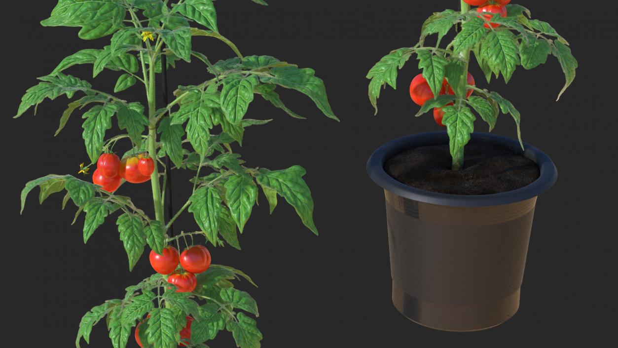 3D Red Tomato Plant Grown Pot