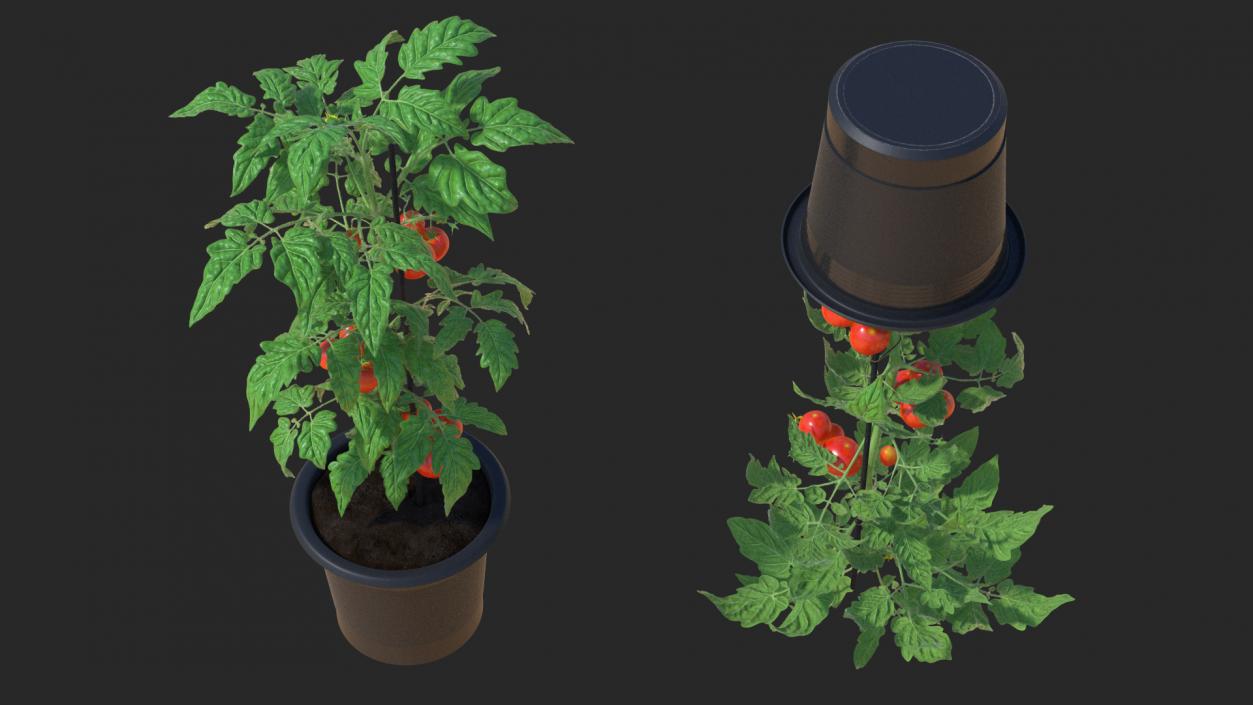 3D Red Tomato Plant Grown Pot